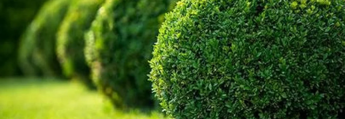 Buchsbaumkugeln am Rasen